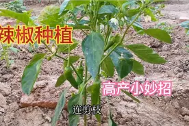 种辣椒只需一步操作，辣椒疯长不停，结果大又多1棵顶5棵产量视频封面