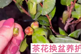 茶花养护注意事项 新买的茶花一定要扒开土球检查 差点上当了好险视频封面