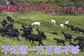 新手入手养羊，建一个能养100只左右的羊舍，15000元能不能建成！视频封面
