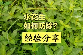 水花生如何防除？选用氯氟吡氧乙酸、三氯吡氧乙酸等药防除视频封面