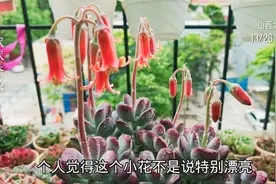 多肉快速养爆盆——这个小方法太好了！一个月前的成功经验分享！视频封面
