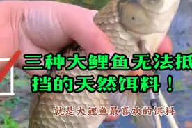 三种大鲤鱼无法抵挡的天然饵料 ！视频封面