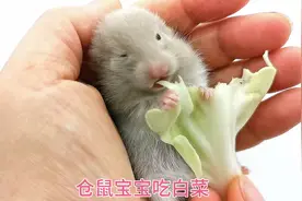 仓鼠小灰灰吃白菜，贪吃又爱管闲事。视频封面