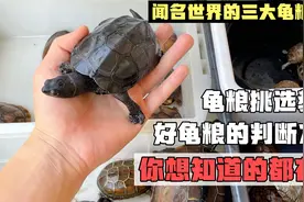 好的龟粮如何选择？测评顶级进口三大龟粮，教你学会判断好的龟粮视频封面