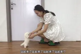 刚满月的小比熊，放地上就双手合十求抱抱，撒娇卖萌太可爱了视频封面