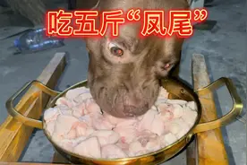 陪伴主人八年的温柔比特犬 一顿饭干五斤“凤尾”主人直呼养不起视频封面