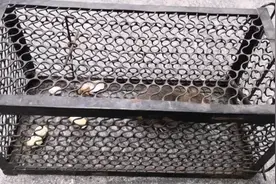 捉老鼠还是这种小铁笼实用好用，挂点烧烤肉马上老鼠就来引鼠入笼