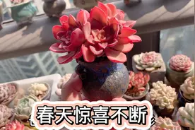 春天多肉一天一个样，三天不看大变样，养多肉的鸡汤你认同吗视频封面