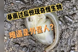 暴雨过后悉尼街头惊现奇怪生物，无人能识别，难道是外星人？视频封面