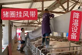 高温天气即将到来，把猪圈风带挂上，配合风机使用降温效果倍增视频封面