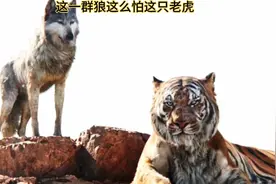 这只老虎就是森林的老大，这一群狼都不改跟他作对视频封面
