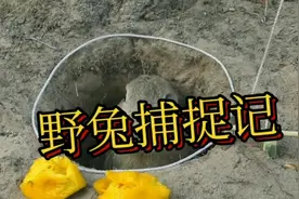野兔捕捉记，看如何抓捕视频封面