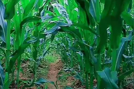 辽宁地补发放情况