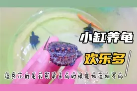 泥砂缸养龟，缸小龟多是个什么体验，养出来的小龟确实不错！