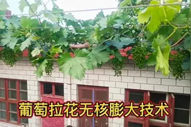 6年庭院葡萄30年技术沉淀，8分钟教你学会葡萄拉花保果膨大视频封面