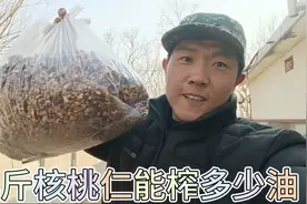 小陈家的核桃吃不完了，砸出13斤核桃仁去榨油，这出油率是真高