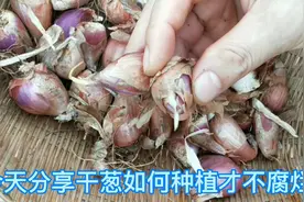 小家庭种香葱，学我记住最后两点，出苗快，可防止葱头腐烂视频封面