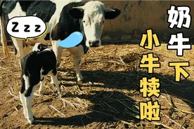 家里大奶牛下小牛犊啦 胎位不正 人工辅助费了半天劲才顺利生产视频封面
