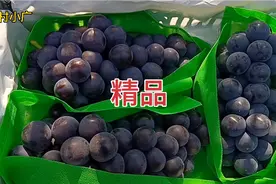 葡萄这样包装价格翻几番！精品葡萄包装全过程，看着都流口水视频封面