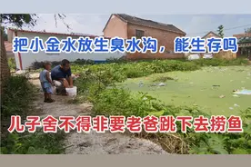 家里没有鱼缸，小金鱼都快死了，无奈放生臭水沟，这样能活吗？视频封面