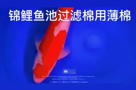 锦鲤鱼池过滤棉不用厚棉了，太难洗，这次用薄棉效果如何视频封面