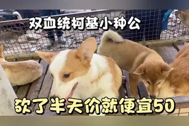 要价4000的双血统柯基种公，砍了半天价，就便宜50块钱，卖的真硬视频封面