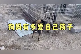 太行犬母狗有多爱自己的小狗，这一个动作，显得淋漓尽致