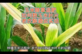 除草是在玉米3至5叶，追肥是几片叶！老农醉酒为你解答视频封面