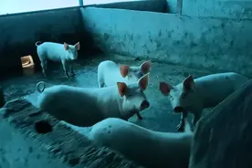 贵州农村小伙，不去打工，在家搞养猪场，喂养这么多猪。视频封面