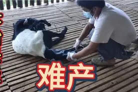 这个头胎母羊难产，看看养羊新手阿文如何接生，方法对不对视频封面