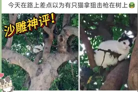 沙雕神评：今天出门遇到只拿狙击枪的猫