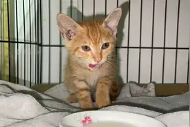 流浪小奶猫想妈妈了，一边踩奶一边叫，要摸着才肯睡觉视频封面