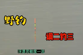 野钓最好调漂方法:浮漂的灵敏度能让你的上鱼率提高5倍以上。视频封面