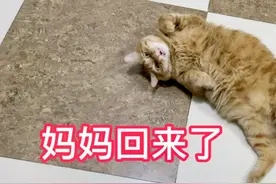 猫妈最近迷上了嗦粉，而小猫咪迷上了冻干，每天都想吃！