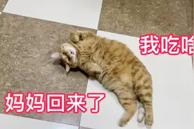 猫妈最近迷上了嗦粉，而小猫咪迷上了冻干，每天都想吃！