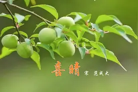 古诗赏析《喜晴》作者范成大视频封面