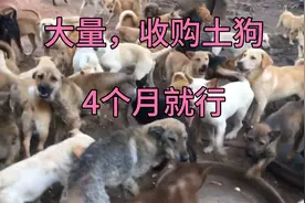 大量收购土狗，只要养4个月就行，最好是越肥越好。视频封面