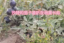 快来看看沙特的茄子，是趴在地上长，一串串的