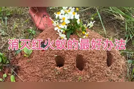 消灭红火蚁的最好办法就 是用火烧视频封面