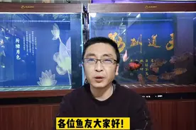 观赏鱼出现抖鳍，啃咬缸壁缸底等行为，一定是有病了吗？视频封面