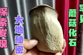 山西奇石爱好者发现了罕见的蘑菇化石，今天让我们来一探究竟。视频封面