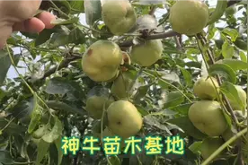 蟠枣树苗结果表现，个头大，甜度高，管理简单视频封面
