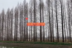 南京六合龙袍视频封面