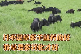 种草养羊注意，不是草多羊就好养，羊吃百草才健康，牧草要多样化
