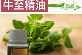牛至精油视频封面