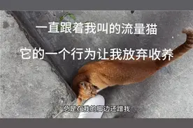 流量猫一直跟着我叫蹭我脚，我想收养可它一个动作让我放弃收养视频封面