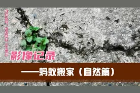 #影像记录：蚂蚁搬家（自然篇）