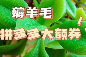 拼多多大额神券在这里视频封面