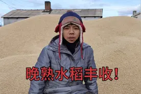 东北是粮食大省，晚熟水稻10月份收割，一宁迟迟不磨新米另有原因视频封面
