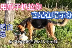 你养的爱犬用爪子扒拉你，它是在暗示你这5件事情，不懂的可以看视频封面
